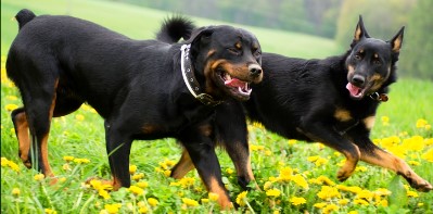 Attit&uuml;denhunde Westerwald -mobiles Training f&uuml;r Hund & Mensch