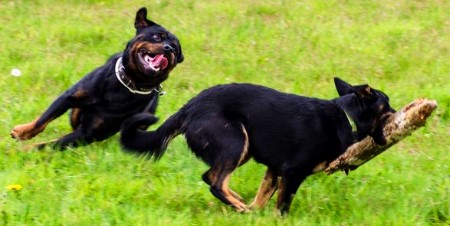 Attit&uuml;denhunde Westerwald -mobiles Training f&uuml;r Hund & Mensch