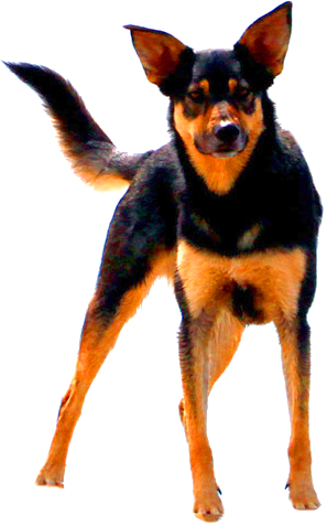 Attit&uuml;denhunde Westerwald -mobiles Training f&uuml;r Hund & Mensch
