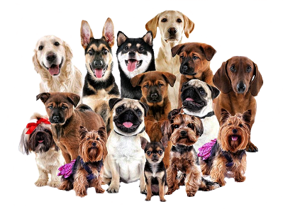 Attit&uuml;denhunde Westerwald -mobiles Training f&uuml;r Hund & Mensch