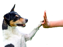 Attit&uuml;denhunde Training